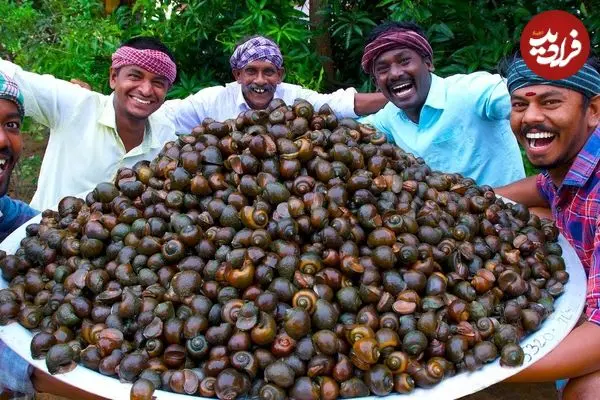 ببینید| غذای روستایی در هند؛ پخت یک خوراک سنتی با 100 کیلو حلزون