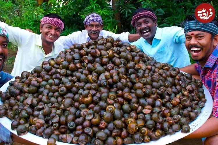 ببینید| غذای روستایی در هند؛ پخت یک خوراک سنتی با 100 کیلو حلزون