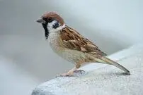  تصویری تلخ از گنجشک‌های سلاخی شده در بازار سی متری اهواز!