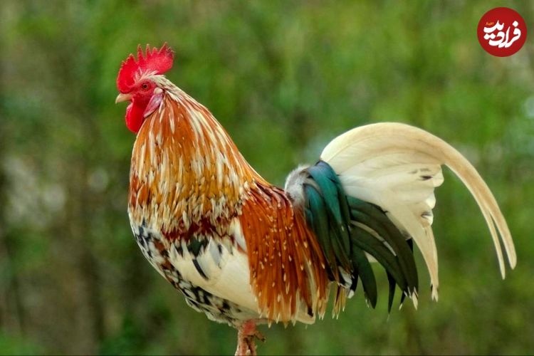 شهرت جهانی یک خروس فوتبال‌دوست در مدرسه‌ای کوچک در فرانسه؛ چگونه «کاکائوئِت» دل میلیون‌ها نفر را برد