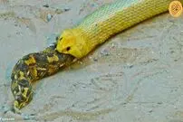 (ویدئو) مار کبرا یک مار را زنده زنده خورد