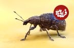 جانورانی که در جهنم زنده می‌مانند 