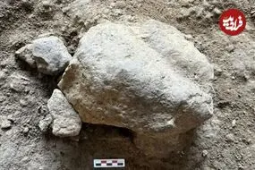 «لاک‌پشت‌های سنگی 16 هزار ساله» از یک غار بیرون آمدند