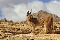 ( ویدیو) شکار حرفه ای پرنده در حال پرواز توسط گربه وحشی