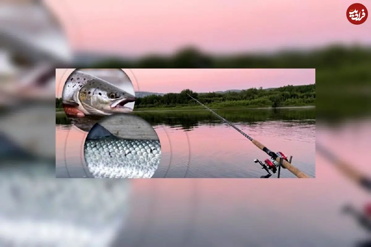 راهکار تشخیص ماهی سالمون دریا از ماهی پرورشی