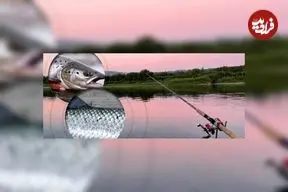 راهکار تشخیص ماهی سالمون دریا از ماهی پرورشی