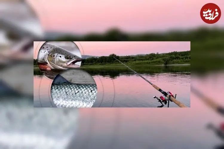 راهکار تشخیص ماهی سالمون دریا از ماهی پرورشی