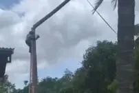 (ویدیو) حادثه وحشتناک هنگام قطع درخت با اره برقی!