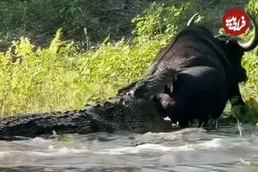 ببینید| حمله تمساح غول‌پیکر به بوفالو