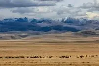 عکس؛ دیگر دیوار بزرگ آسیا؛ کشف بقایای سازه‌ای قرون وسطایی در قلب مغولستان 