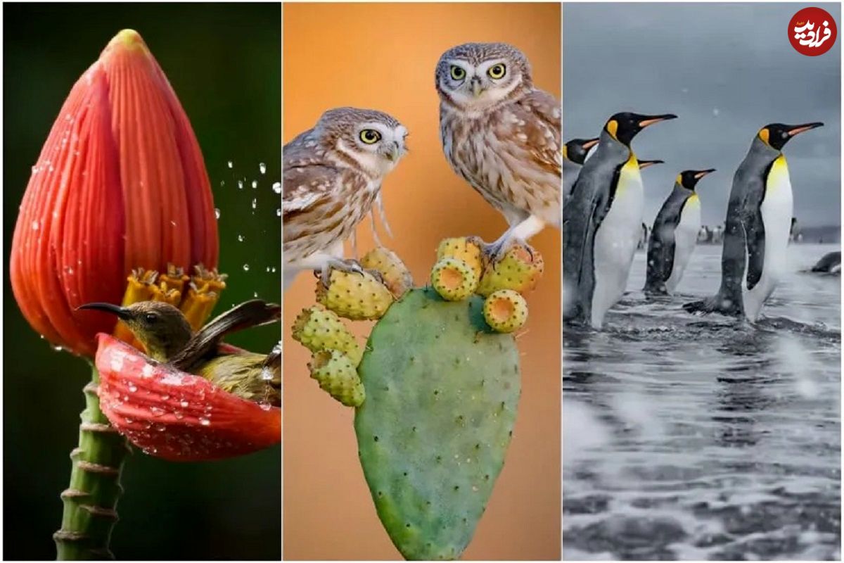 تصاویر؛ داستانهایی از دل طبیعت؛ نگاهی به برترین آثار عکاسی حیات وحش ۲۰۲۵