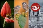 تصاویر؛ داستان‌هایی از دل طبیعت؛ نگاهی به برترین آثار عکاسی حیات‌ وحش ۲۰۲۵