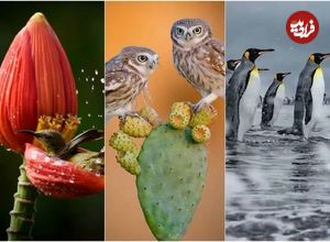تصاویر؛ داستان‌هایی از دل طبیعت؛ نگاهی به برترین آثار عکاسی حیات‌ وحش ۲۰۲۵
