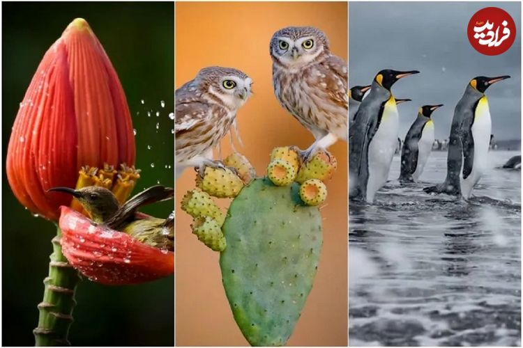 تصاویر؛ داستان‌هایی از دل طبیعت؛ نگاهی به برترین آثار عکاسی حیات‌ وحش ۲۰۲۵