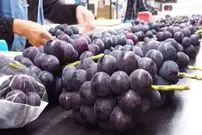 (ویدئو) مراحل پرورش و برداشت هزاران تن انگور قیمت و مرغوب ژاپنی