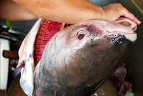 ببینید| غذای خیابانی در تایلند؛ برش ماهرانه گربه ماهی غول پیکر و پخت انواع غذا با آن در بانکوک