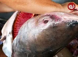 ببینید| غذای خیابانی در تایلند؛ برش ماهرانه گربه ماهی غول پیکر و پخت انواع غذا با آن در بانکوک