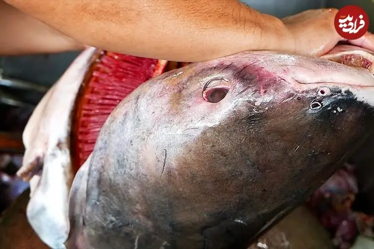 ببینید| غذای خیابانی در تایلند؛ برش ماهرانه گربه ماهی غول پیکر و پخت انواع غذا با آن در بانکوک