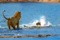 ببینید| حمله بی‌رحمانه کروکودیل به توله‌ شیرها در برابر نگاه مادرشان