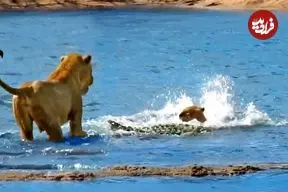 ببینید| حمله بی‌رحمانه کروکودیل به توله‌ شیرها در برابر نگاه مادرشان