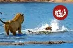 ببینید| حمله بی‌رحمانه کروکودیل به توله‌ شیرها در برابر نگاه مادرشان