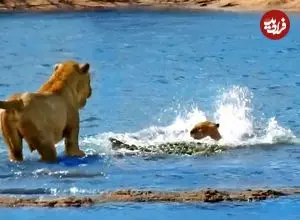 ببینید| حمله بی‌رحمانه کروکودیل به توله‌ شیرها در برابر نگاه مادرشان