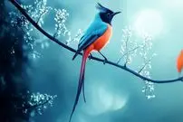 ببینید| 10 گونه از زیباترین و شگفت انگیزترین پرندگان مگس گیر در جهان