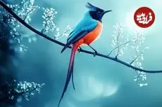 ببینید| 10 گونه از زیباترین و شگفت انگیزترین پرندگان مگس گیر در جهان