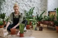 گیاهان آپارتمانی که خشک شده‌اند را نجات دهید