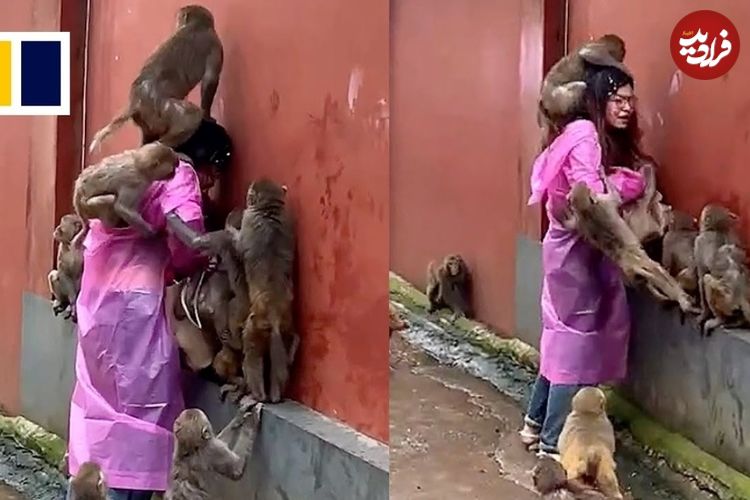 (ویدئو) حمله میمون‌ها به یک زن