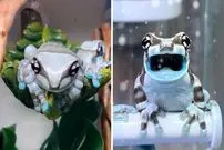 ببینید| قورباغه شیری آمازون؛ قورباغه ای بامزه شبیه به شخصیت های کارتونی!