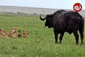 ببینید| شکار بی دردسر یک گاومیش بزرگ توسط دسته ای از شیرها