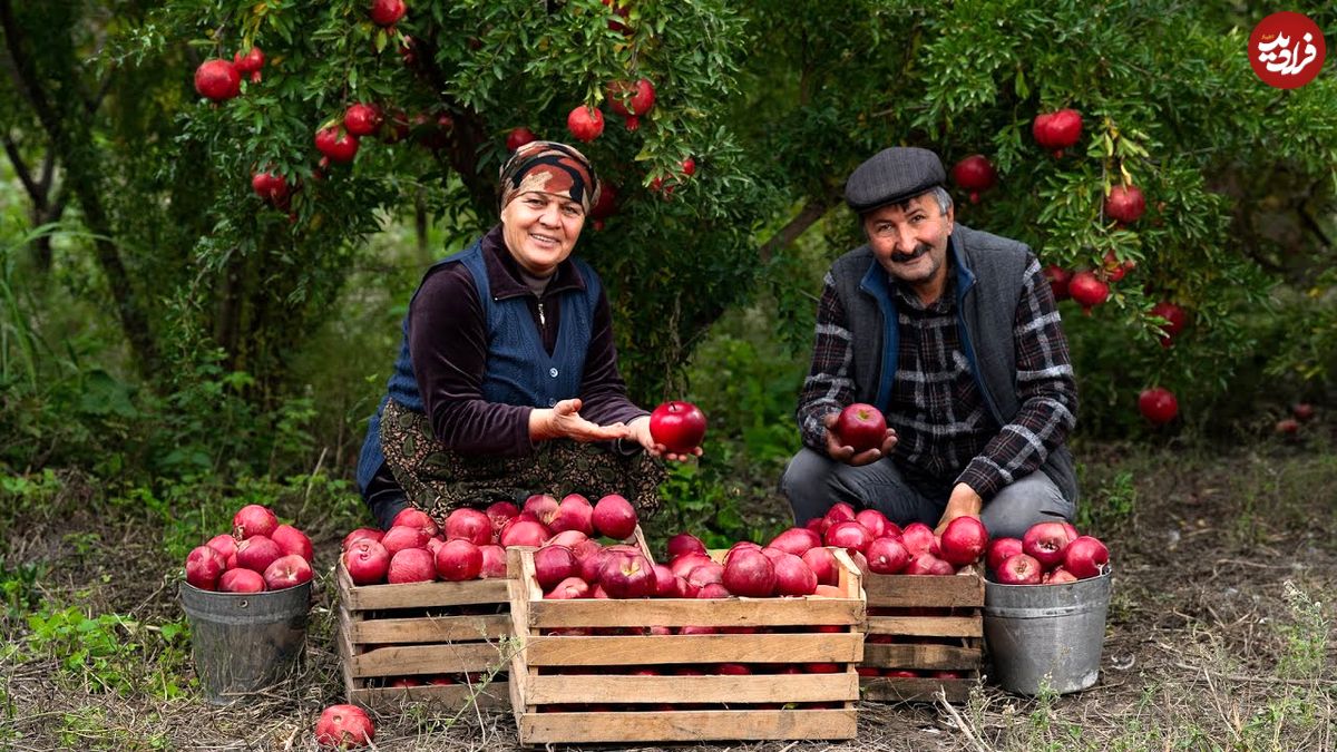 ببینید| غذای روستایی در آذربایجان؛ برداشت سیب و تهیه کیک پای سیب و دارچین