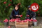 ببینید| غذای روستایی در آذربایجان؛ برداشت سیب و تهیه کیک پای سیب و دارچین