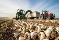 ببینید| چگونه آمریکایی ها صدها تن سیر را برداشت و فرآوری می کنند؟