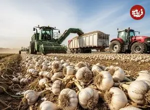 ببینید| چگونه آمریکایی ها صدها تن سیر را برداشت و فرآوری می کنند؟