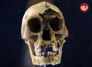 خشکسالی، گرسنگی و مواجهه با انسان خردمند، آخرین فصل زندگی هابیت‌ها را رقم زد