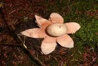 تصاویر؛ قارچ ستاره زمینی؛ ستاره قرمز جنگل‌های هیرکانی ایران که از یک توپ کوچک به ستاره‌ای خیره‌کننده تبدیل می‌شود