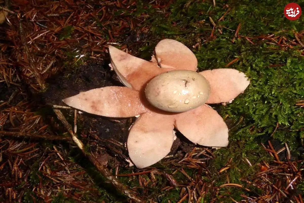 تصاویر؛ قارچ ستاره زمینی؛ ستاره قرمز جنگل‌های هیرکانی ایران که از یک توپ کوچک به ستاره‌ای خیره‌کننده تبدیل می‌شود