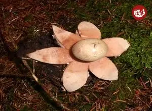 تصاویر؛ قارچ ستاره زمینی؛ ستاره قرمز جنگل‌های هیرکانی ایران که از یک توپ کوچک به ستاره‌ای خیره‌کننده تبدیل می‌شود