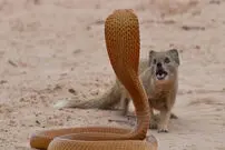 (ویدئو) جدال خونین مار کبری با خدنگ
