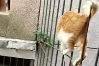 ببینید؛ نجات گربه گیر کرده میان میلگردهای یک ساختمان