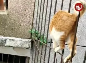 ببینید؛ نجات گربه گیر کرده میان میلگردهای یک ساختمان