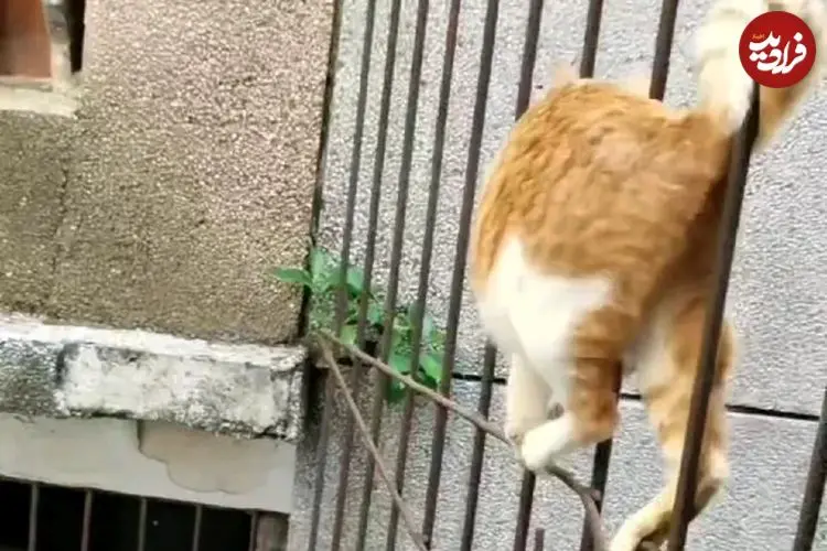ببینید؛ نجات گربه گیر کرده میان میلگردهای یک ساختمان