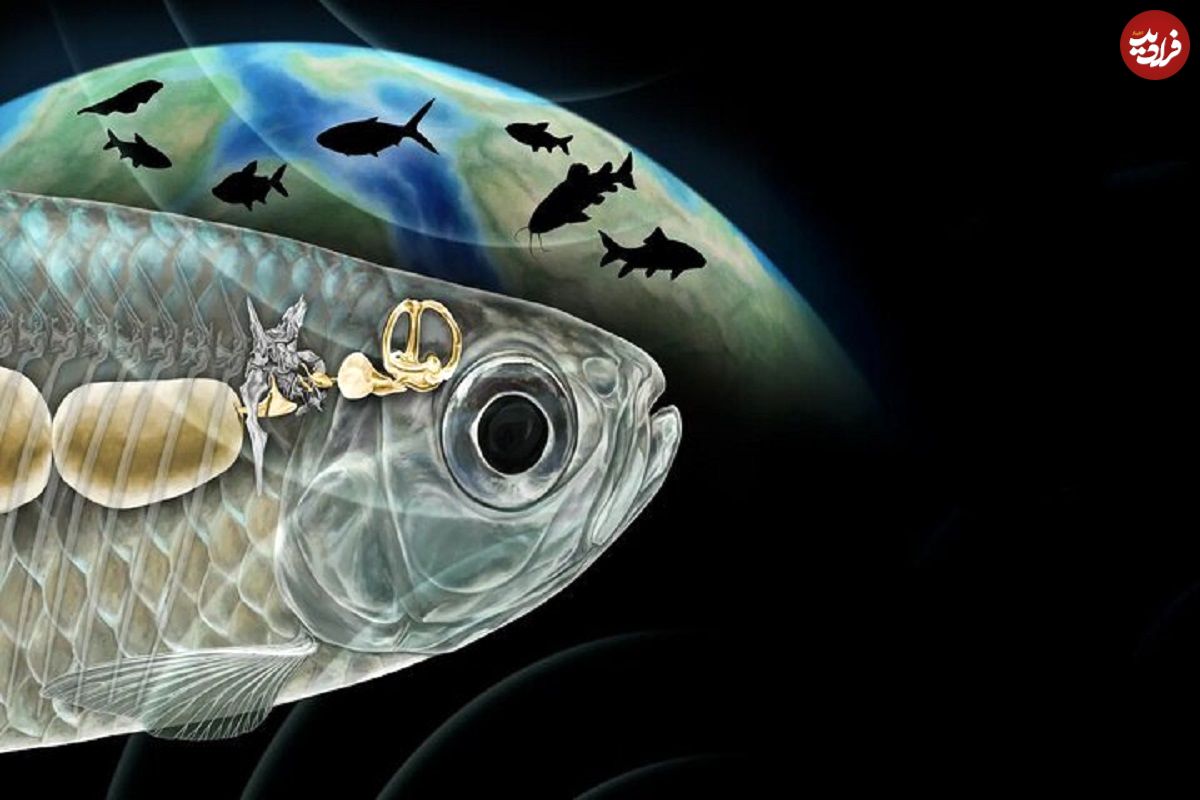 ماهی باستانی با شنوایی شبیه انسان، دانشمندان را شگفت‌زده کرد