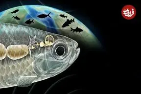 ماهی باستانی با شنوایی شبیه انسان، دانشمندان را شگفت‌زده کرد