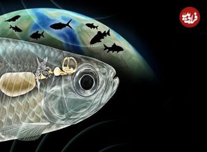 ماهی باستانی با شنوایی شبیه انسان، دانشمندان را شگفت‌زده کرد