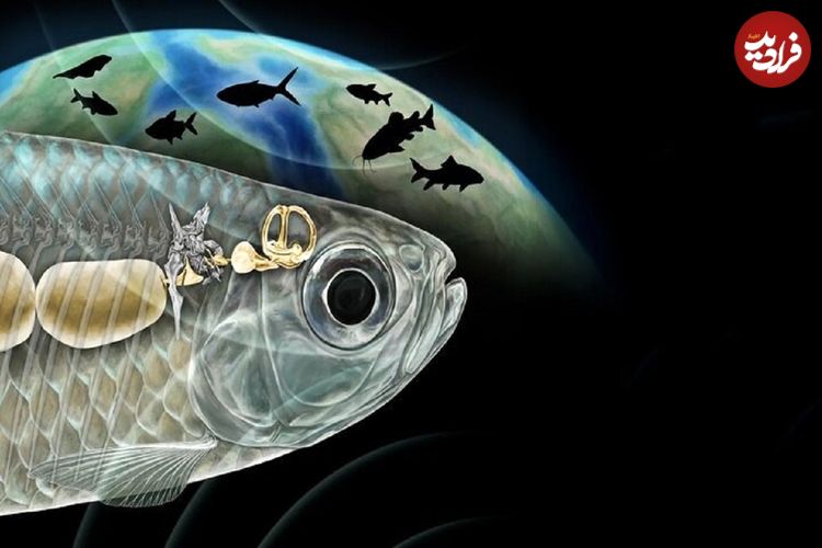 ماهی باستانی با شنوایی شبیه انسان، دانشمندان را شگفت‌زده کرد