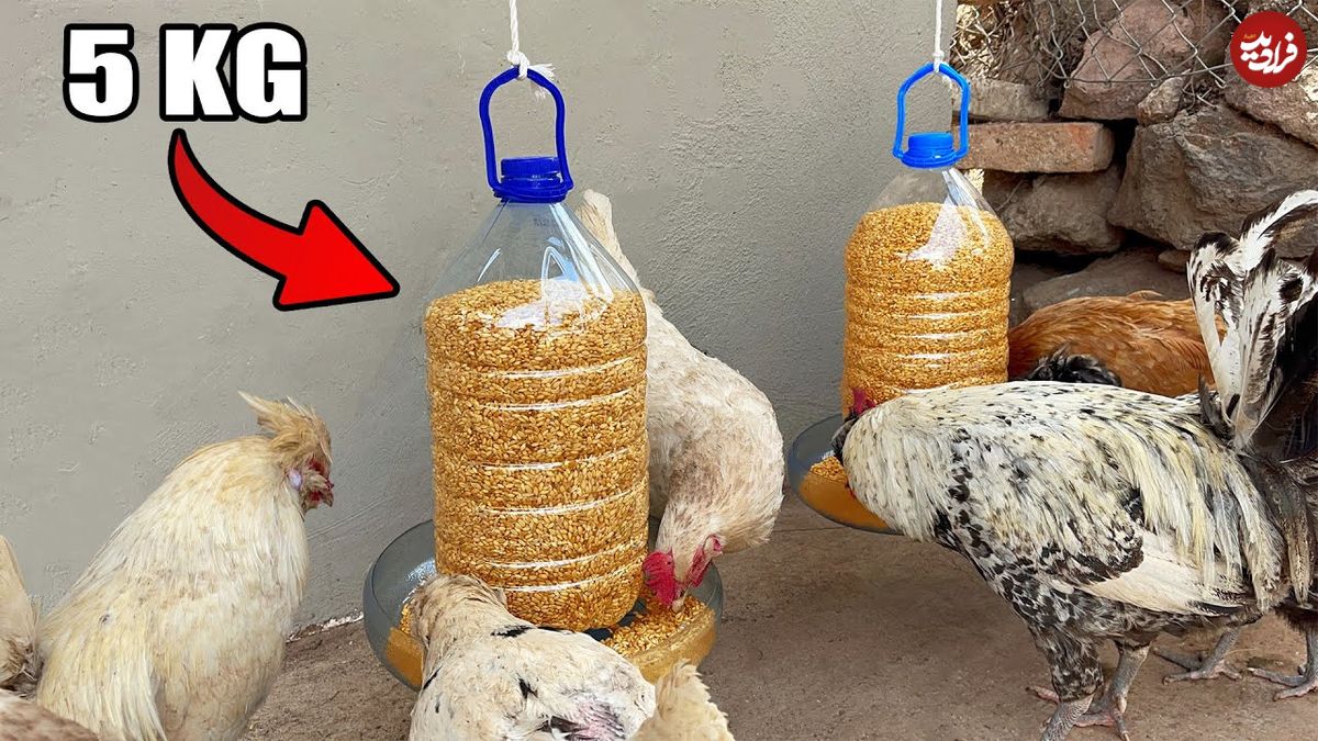 ببینید؛ نحوه ساخت دانخوری مرغ با استفاده از بطری پلاستیکی 5 لیتری