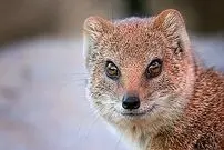 (ویدئو) حمله دیدنی یک مانگوس به شیر برای دفاع از قلمرو خود!